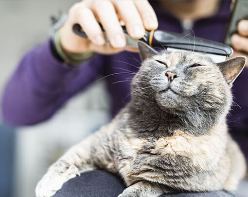 Grooming Van